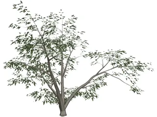 Mesquite Tree 3D Model