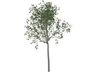 Magnolia Tree 3D Model