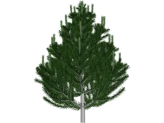 Pine Tree 3D Model