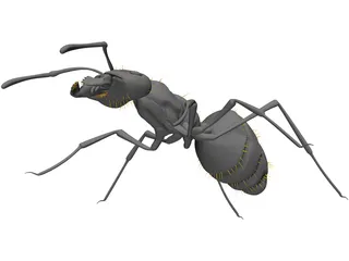 Ant Black 3D Model