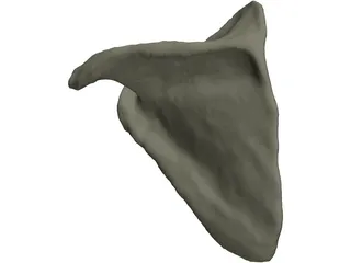 Scapula 3D Model