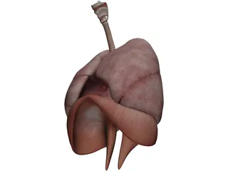 Human Respiratory System 3D Model