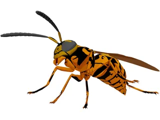 Wasp 3D Model