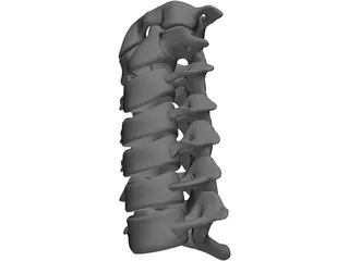 Vertebrae Cervical Bones 3D Model