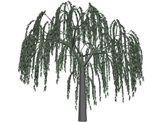 Willow Tree 3D Model