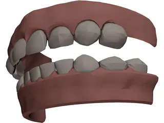 Jaw and Teeth 3D Model