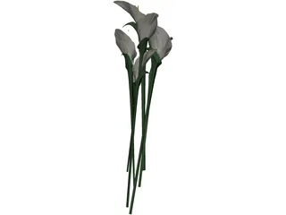 Arum Flower 3D Model