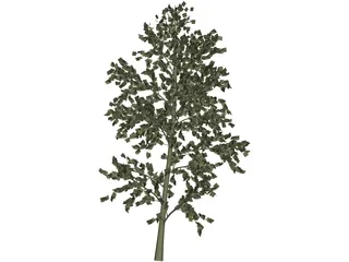 Pioppo Cipressino 3D Model