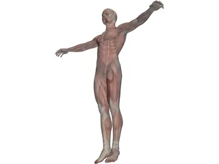 Human Body with Muscles 3D Model