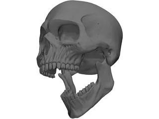 Skull Human 3D Model