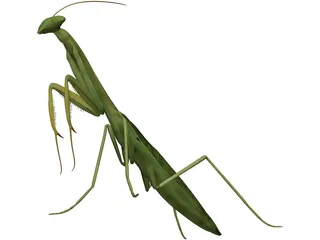 Mantis Praying 3D Model