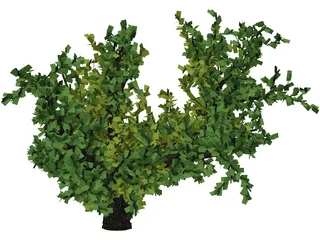 Oak Tree 3D Model