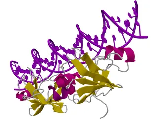DNA 3D Structure 3D Model