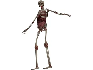 Skeleton with Internal Organs 3D Model