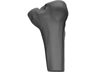 Human Knee 3D Model