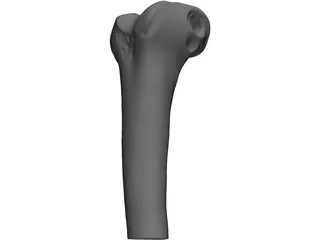 Human Knee 3D Model