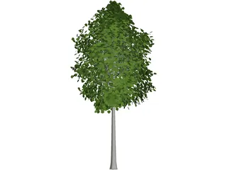 Quaking Aspen (Populus Tremuloides) 3D Model