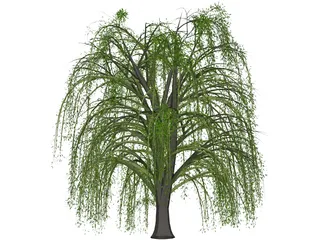 Weeping Willow 3D Model