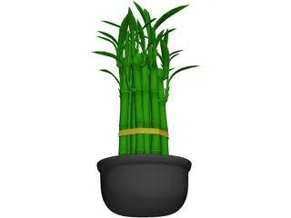 Lucky Bamboo 3D Model