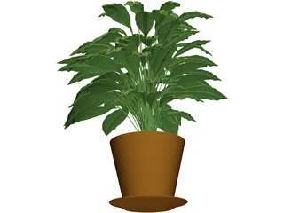 Spathiphyllum 3D Model