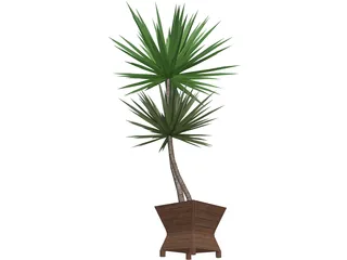 Yucca Plant 3D Model