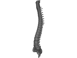 Spine 3D Model