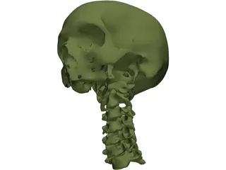 Skull and Neck 3D Model