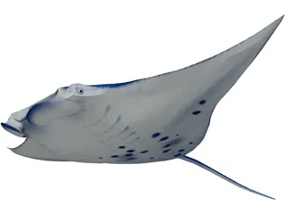 Manta Ray 3D Model