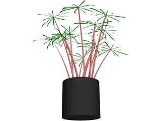 Cyperus Alternifolius 3D Model