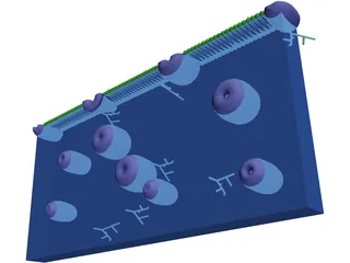 Cell Membrane 3D Model