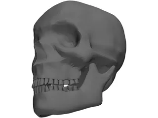 Skull Complete with Jaw Bone and Teeth 3D Model