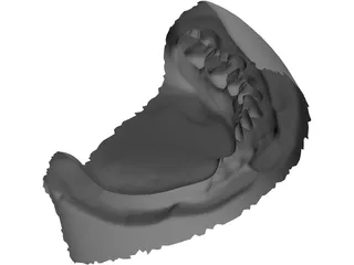 Teeth 3D Scanned 3D Model