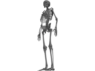 Skeleton 3D Model