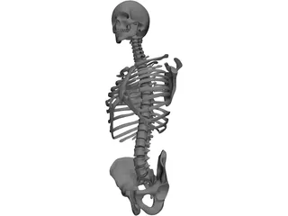 Upper Skeletal System 3D Model