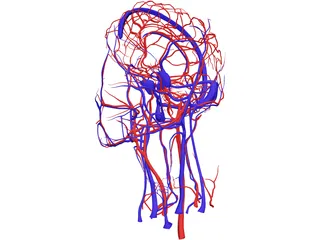 Systemic Circulation of Head 3D Model