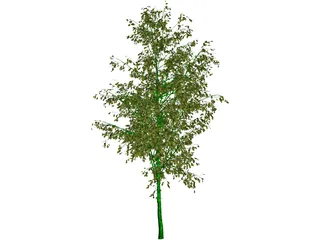 Birch Tree 3D Model