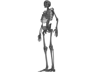 Skeleton 3D Model