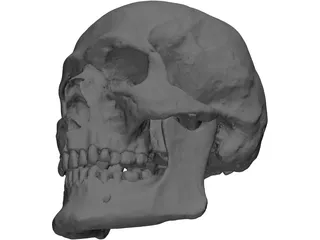 Skull Human 3D Model