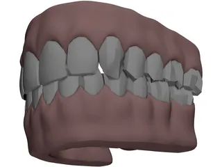 Gums Teeth Tongue 3D Model