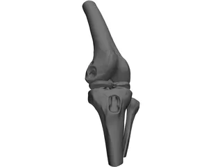 Human Knee Joint 3D Model