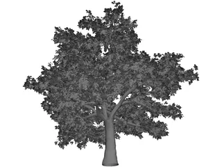 Quercus 3D Model