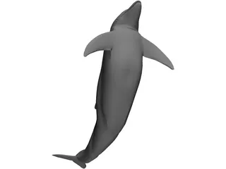 Dolphin 3D Model