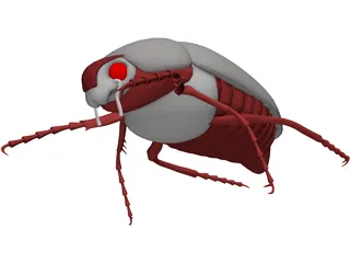 Bug (Meikever In Dutch) 3D Model