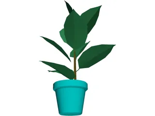 India-Rubber Plant 3D Model