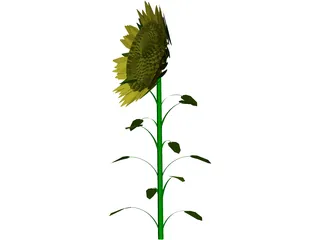 Sunflower 3D Model