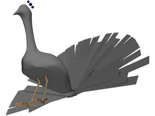 Peacock 3D Model