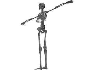 Skeleton 3D Model