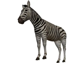 Zebra 3D Model