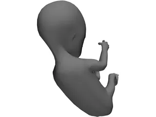 Fetus 12 Week 3D Model