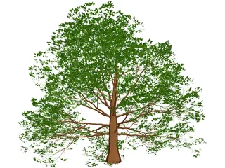 American Beech 3D Model